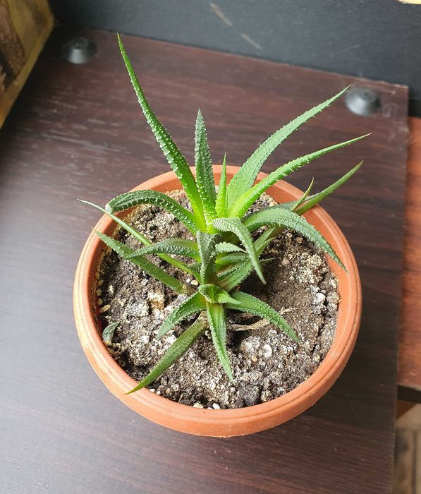 Продам излишки суккулентов