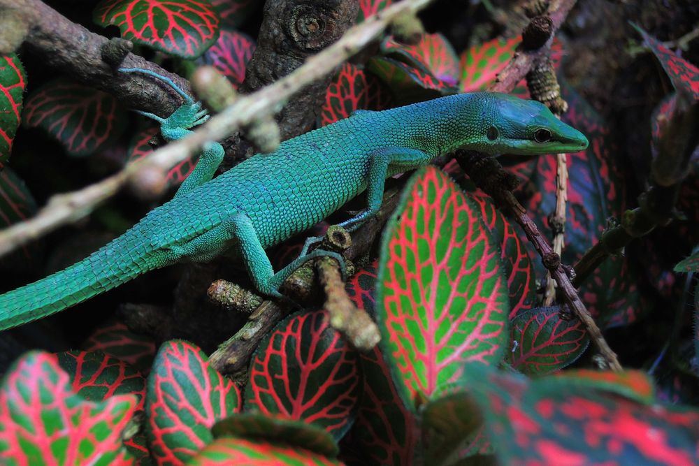 jaszczurka trawiasta, takydromus dorsalis, zielona, dzienna, nie gekon