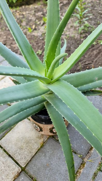 Алоє вера 5 років - лікувальна рослина, гарна, невибаглива.