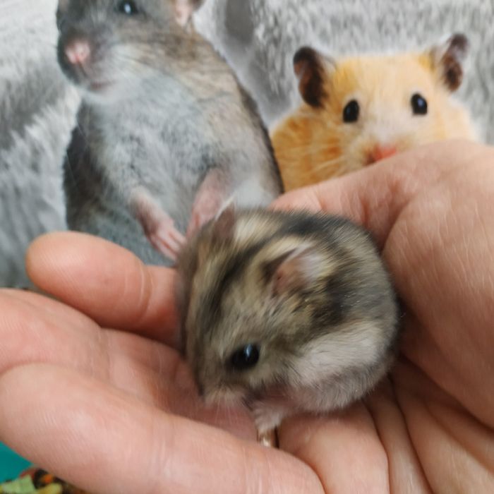 Хомяки маленькие ручные разные джунгарские хомячки в Харькове доставка