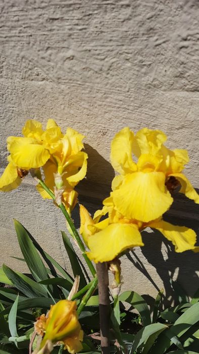 Продам іриси різносортові, високі
