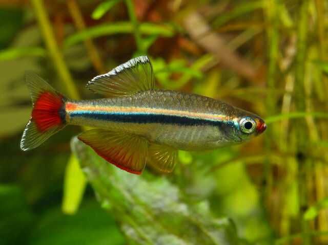Kardynałek wietnamski (Tanichthys micagemmae) WYSYŁKA AKWAWIN