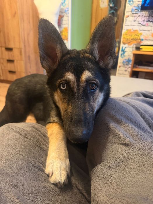 Szczeniak Gerberian Shepsky do oddania