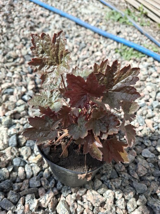 Гейхера, гейхера