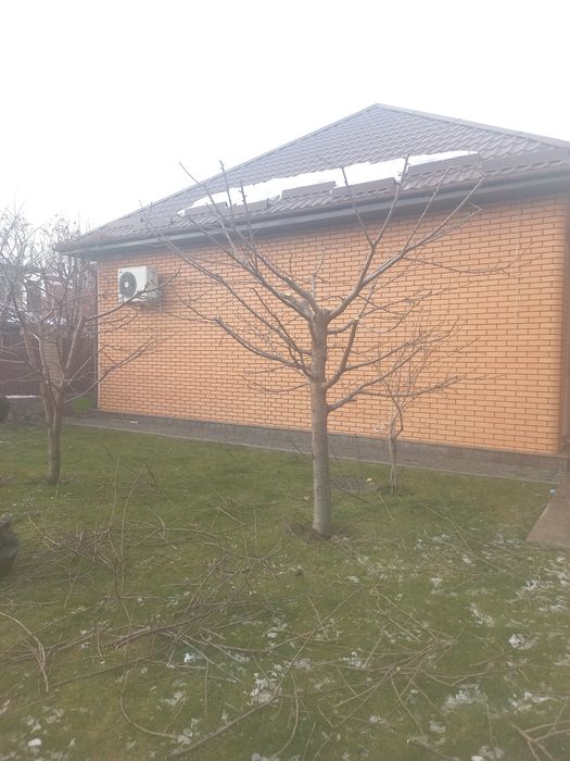 Обрізка плодових дерев