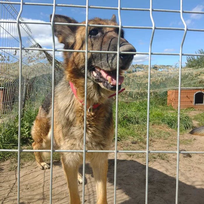 Sunia w typie owczarka szuka domu