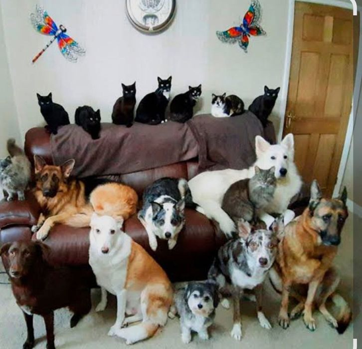 Вигул і догляд домашніх тварин