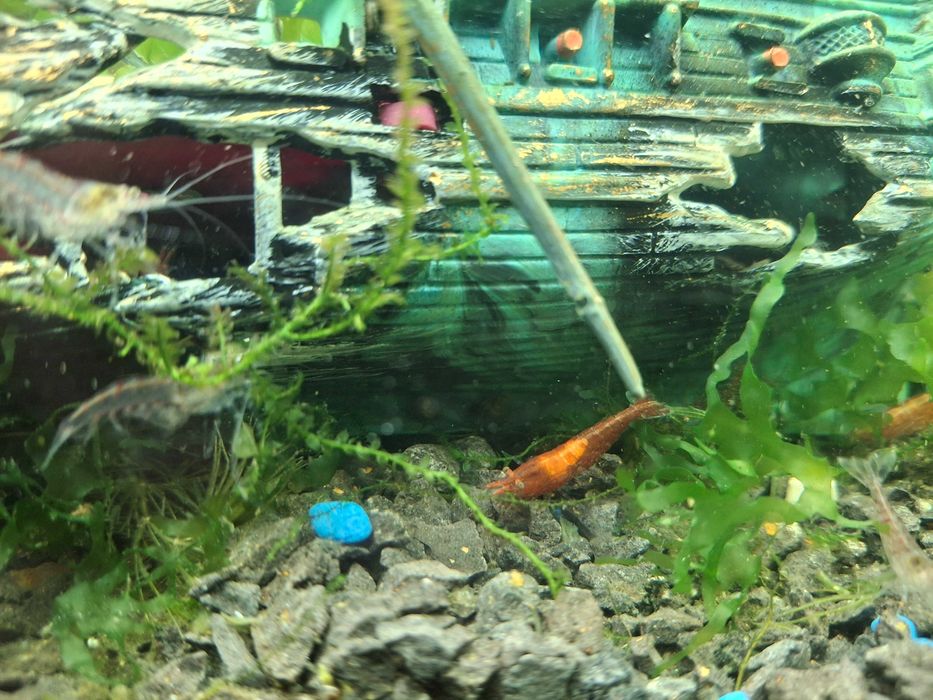 Krewetki akwariowe glupiki male