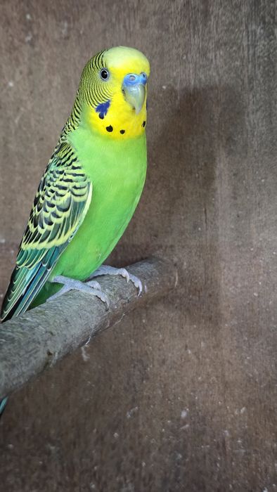 Piriquitos verdes