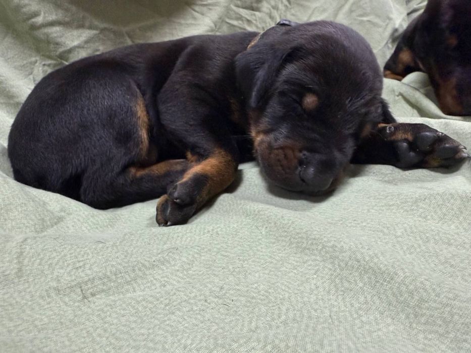 Цуцики добермана