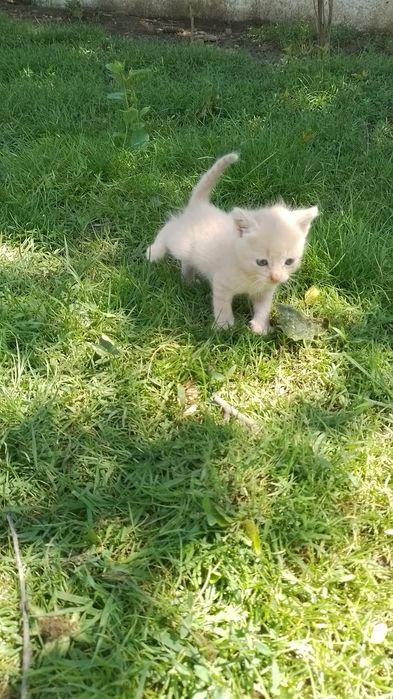 Віддам у добрі руки кошенят