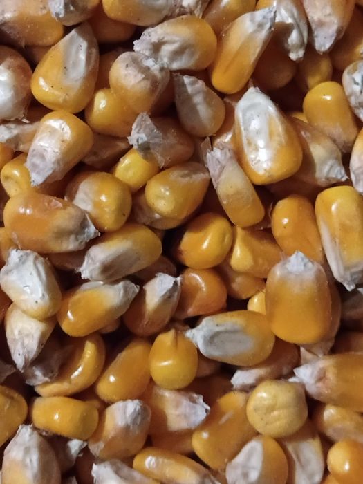 Продам зерно кукурудзи