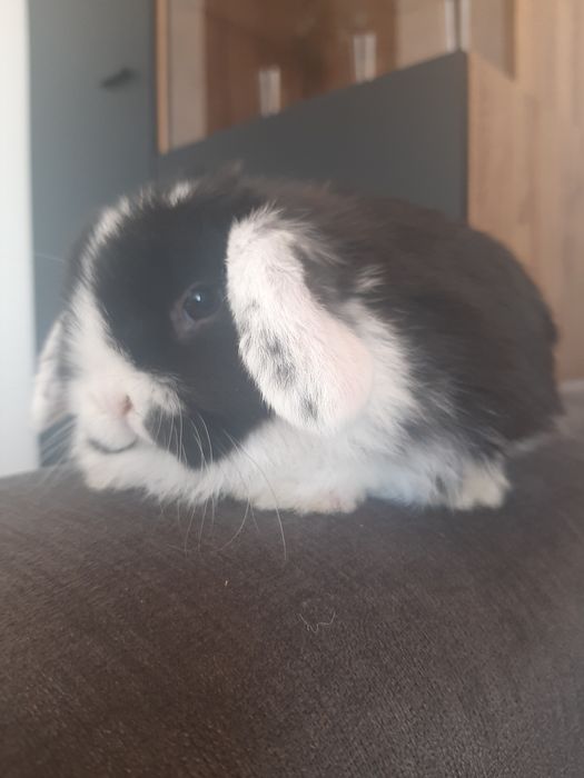 Kroliki baranek miniaturka karzelek mini lop