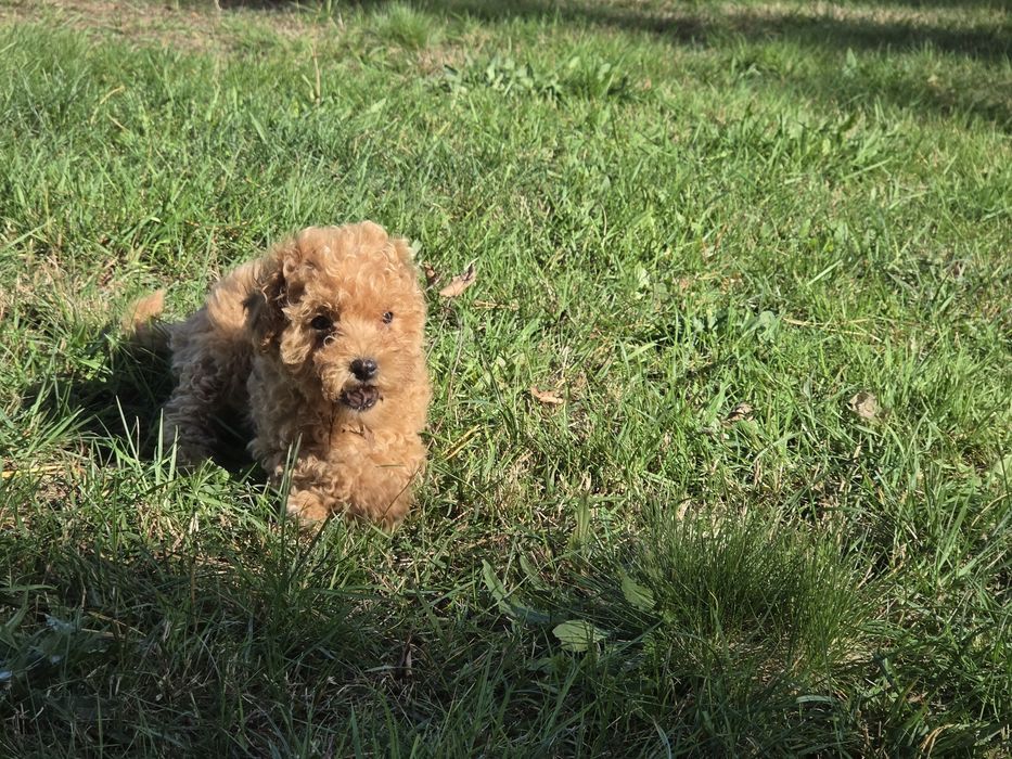 Maltipoo szczenię    z metryką