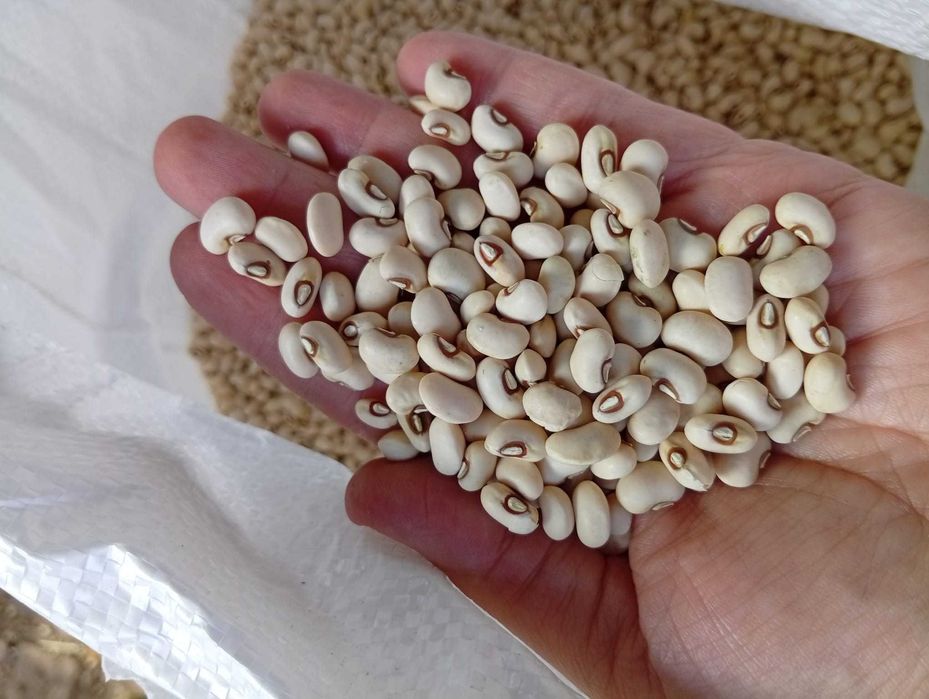 Feijão frade cara verde