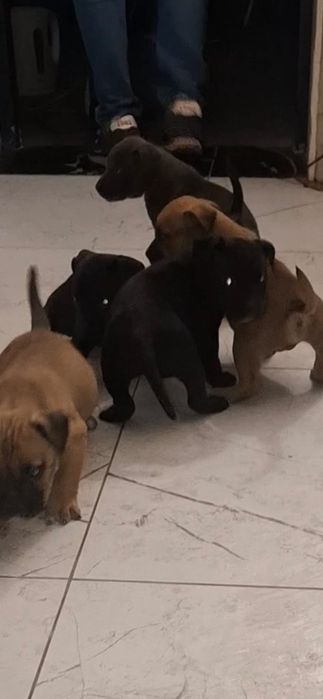 Szczeniaki do oddania