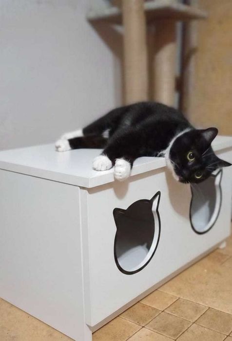 Kot- ka szuka domu dla siebie.