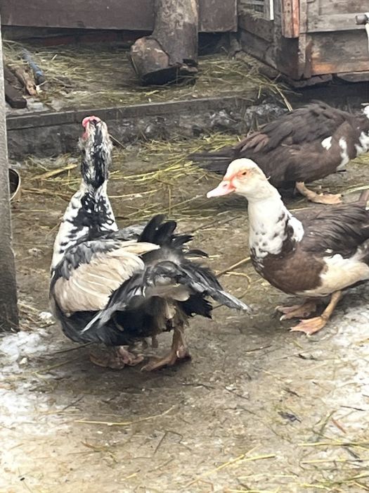 2 індовутки і 1 індовутак