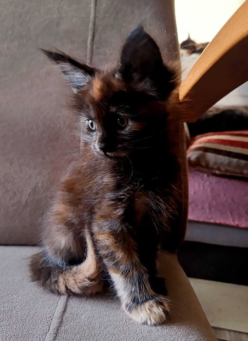 Nahla - kotka rasy Maine Coon - badania (FPL)