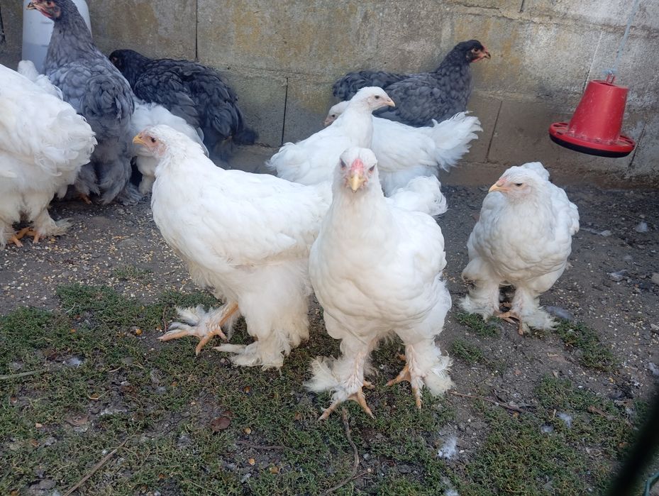 Aves Ornamentais Brahmas várias mutações