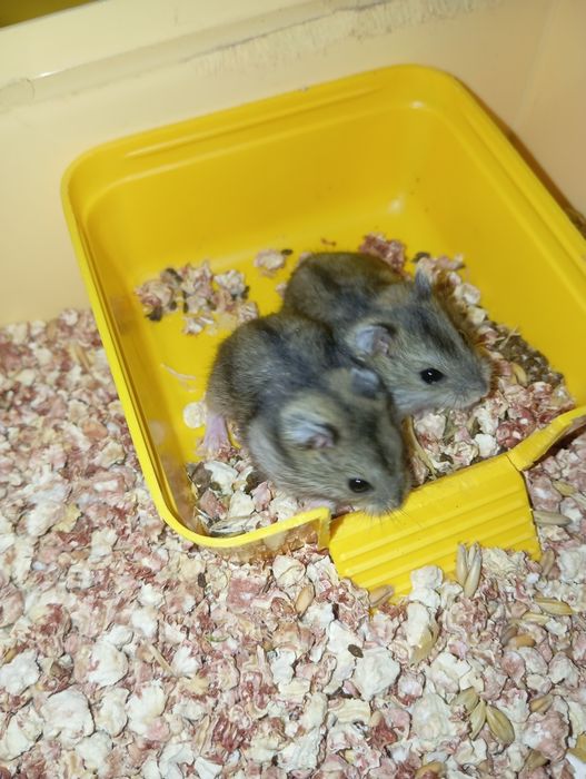 Джунгарські хом'яки