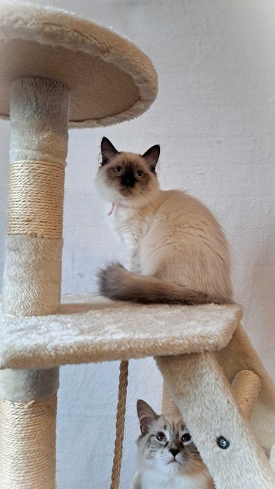 Kotka Neva Masquerade – żółta obróżka miot Mimi, Siła Syberii