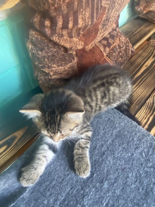 Котята безплатно
