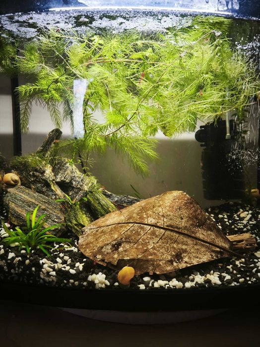 Акваріум 42 літри з креветками і мальками гуппі, барбусів та сомиків