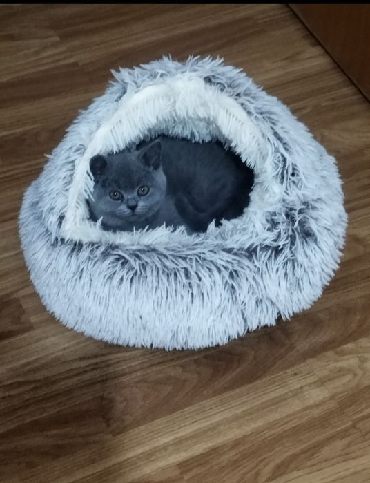 Cama de gato - como nova