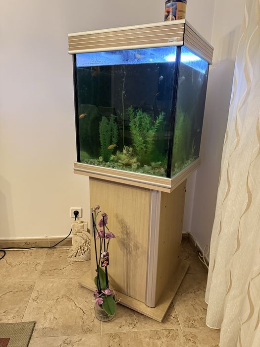 Aquario Peixes em bom estado