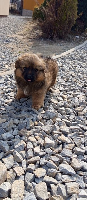 Oddam suczkę w dobre ręce