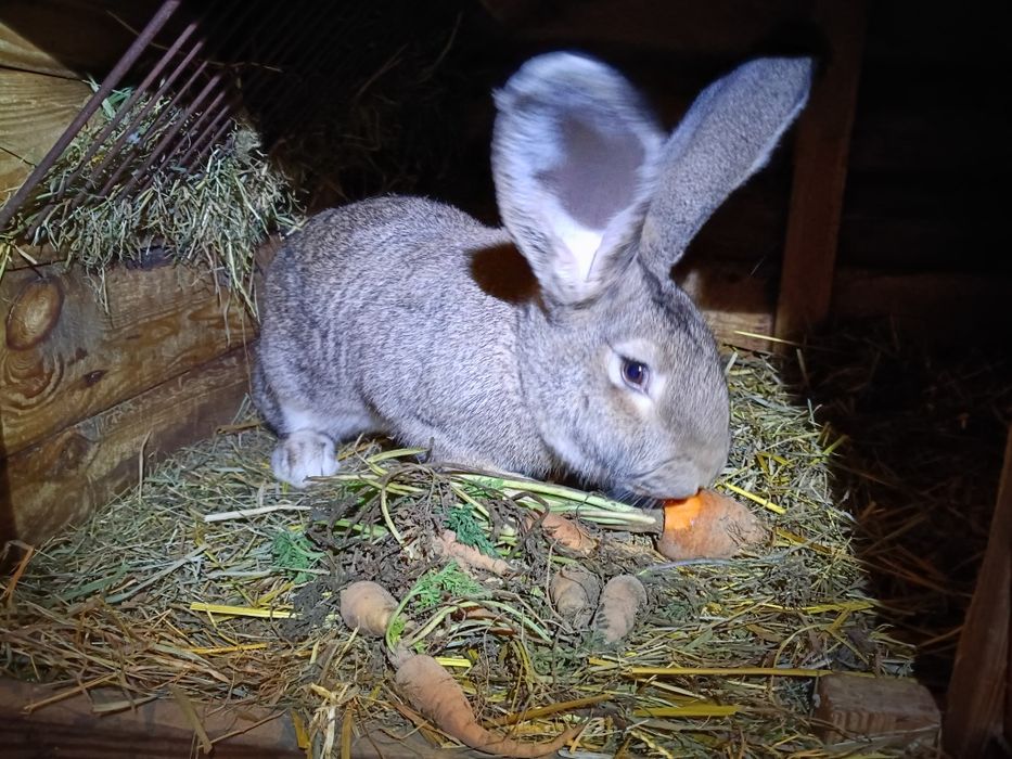 Króliki, samica.