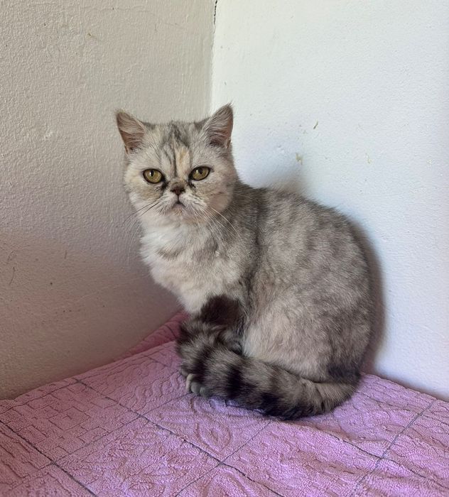 Scottish straight menina