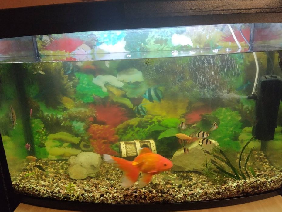 Акваріум, був у використанні