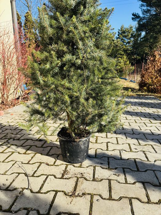 Świerk serbski 150 cm