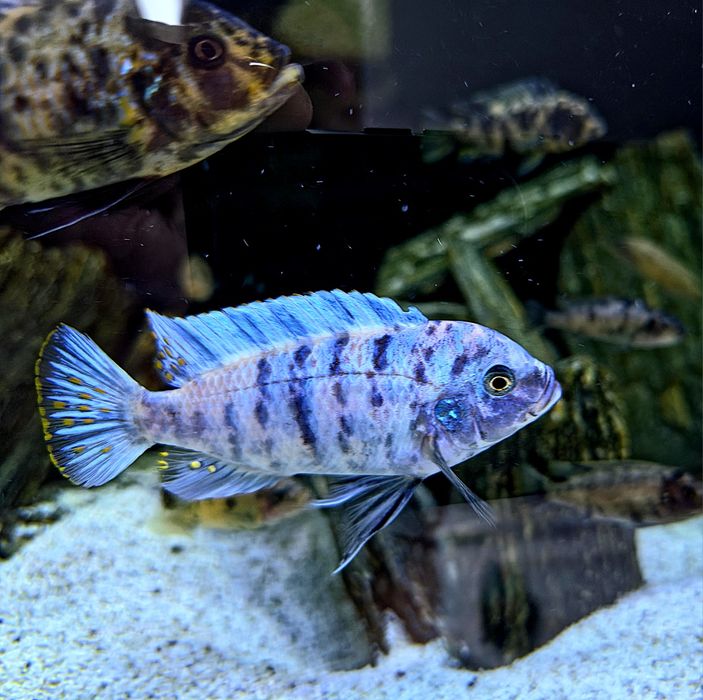 Metriaclima zebra Chizumulu