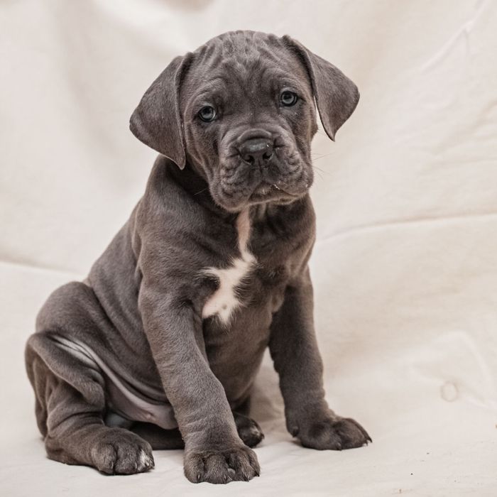 Вязка Кане-корсо