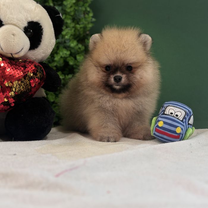 ляльковий Ведмедик шоу классу