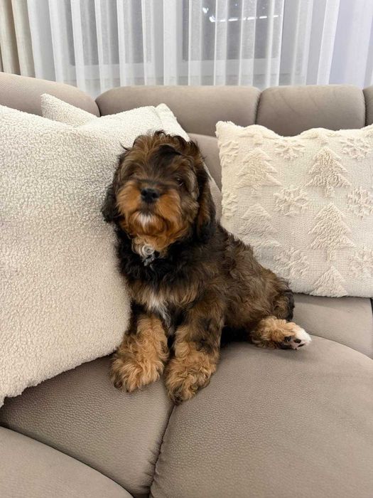 Szczeniak Cavapoo Do Odbioru Hybryda Ras Dziewczynka