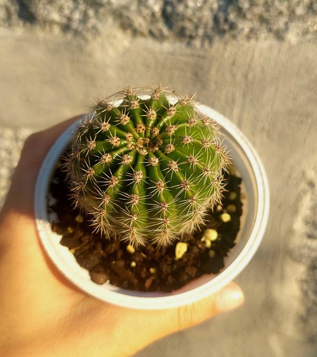 Suculentas variadas 4€/cada