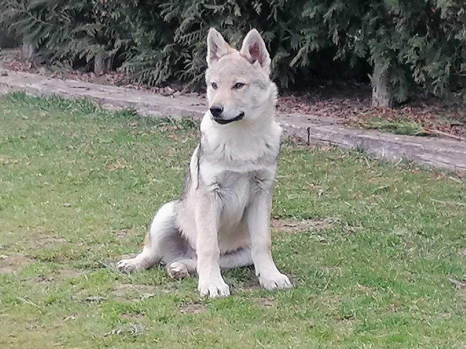 czechoslowacki wilczak piekny piesek rodzice FCI