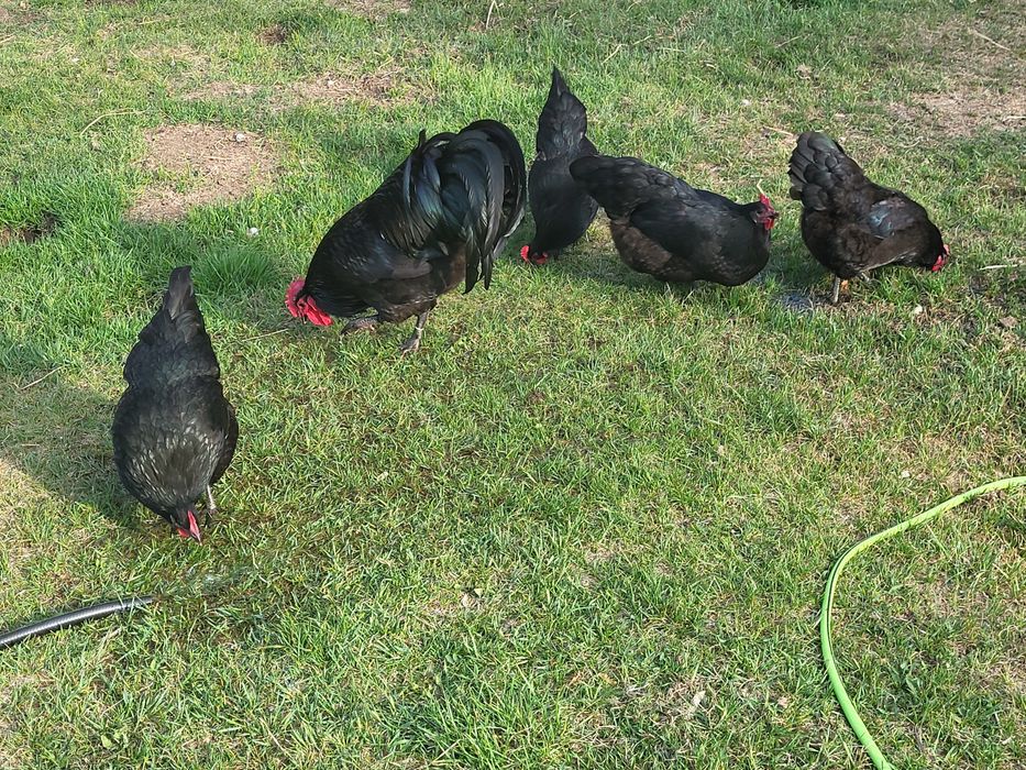 Jaja lęgowe Australorp .