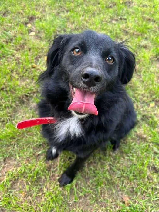 Tobi i jego wesoło merdający ogonek polecają się do adopcji :)