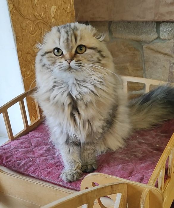 Шикарный мальчик золотой шиншилла фолд