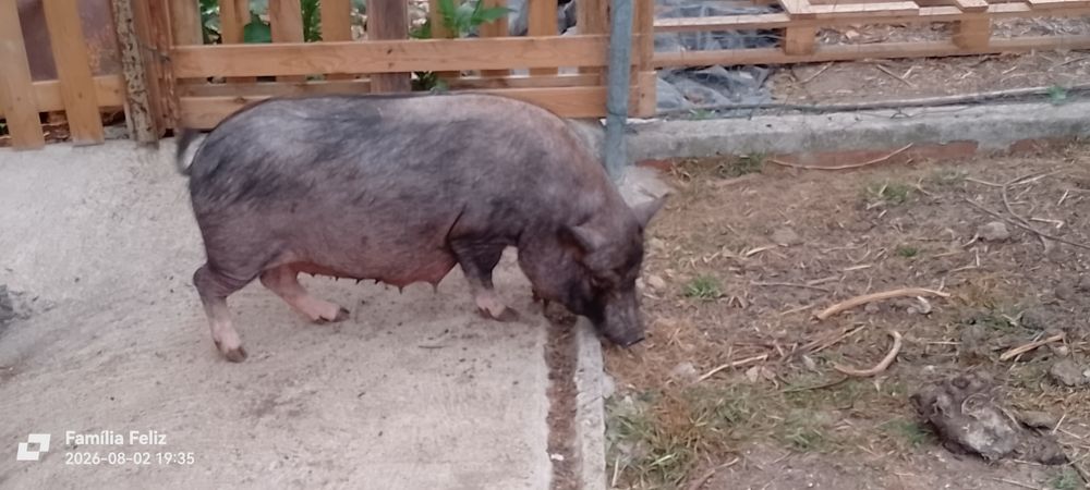 Porco preto para venda
