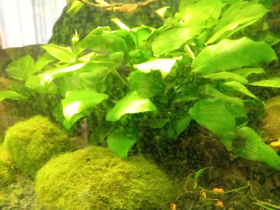 Anubias średni, ukorzeniona odnoga, łatwa uprawa
