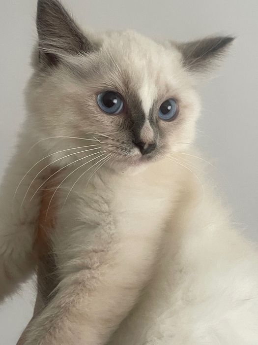 Ragdoll kocurek kotek kot po rodzicach FPL