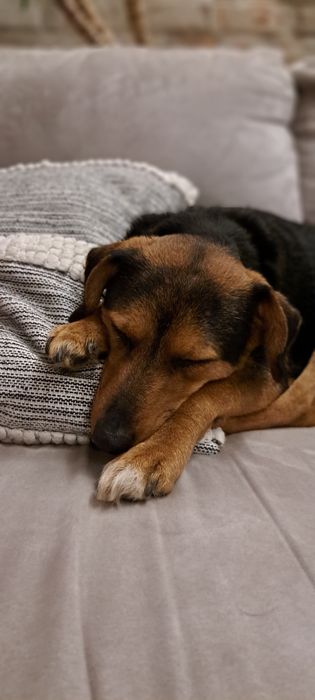 LEGRYS - Domowy hotel dla psów- opieka nad psem