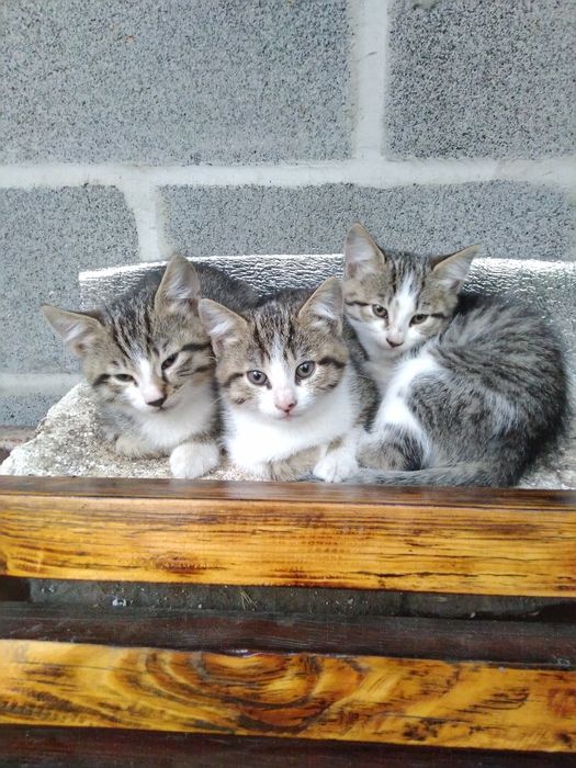 Кошенята безкоштовно