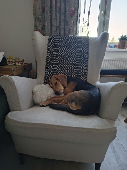 Oddam suczkę 50% beagle